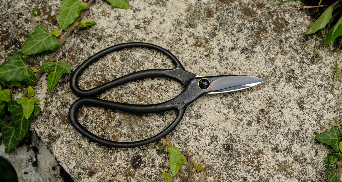 Bonsai Wakashishi Scissors Shirogami 195 mm