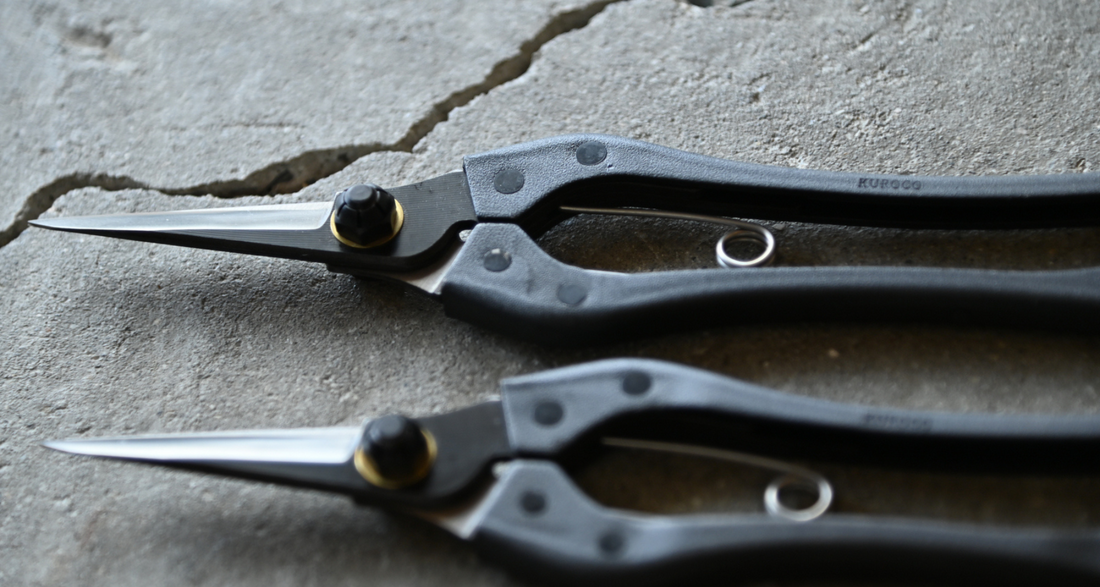 KUROCO Japanske škare za rezidbu ravne 200 mm